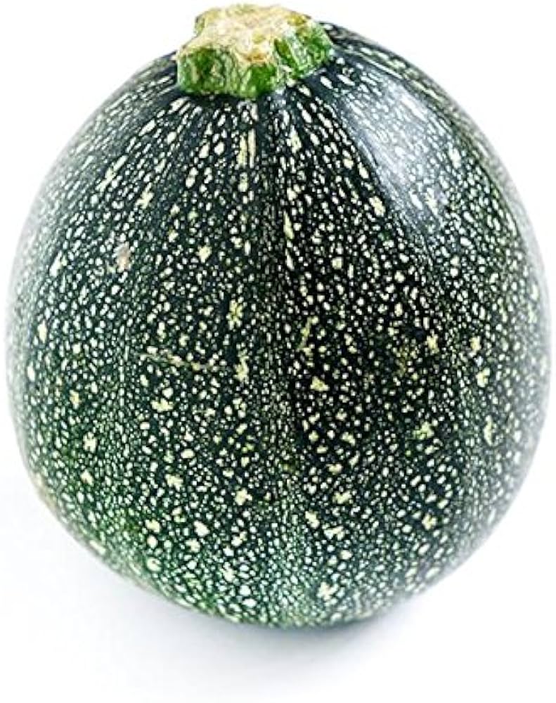 Italian (zucchini Cucurbita pepo round heirloom vegetable) for planting in garden